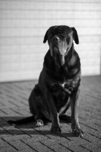 Hond Gouder de Beauregard - Mascotte